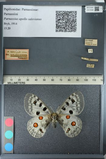 Media type: image;   Entomology 175382